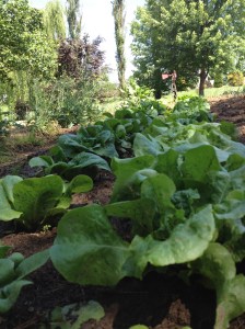 Eating clean from the garden